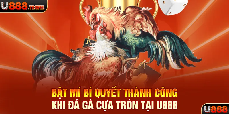 Bật mí bí quyết thành công khi đá gà cựa tròn tại U888