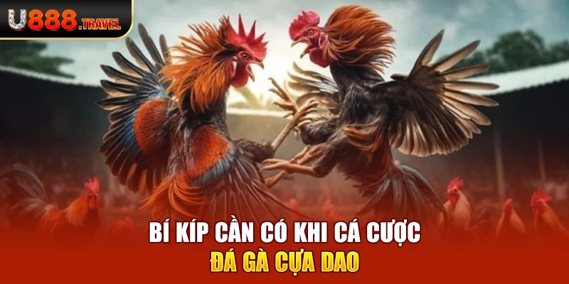 Bí kíp cần có khi cá cược đá gà cựa dao