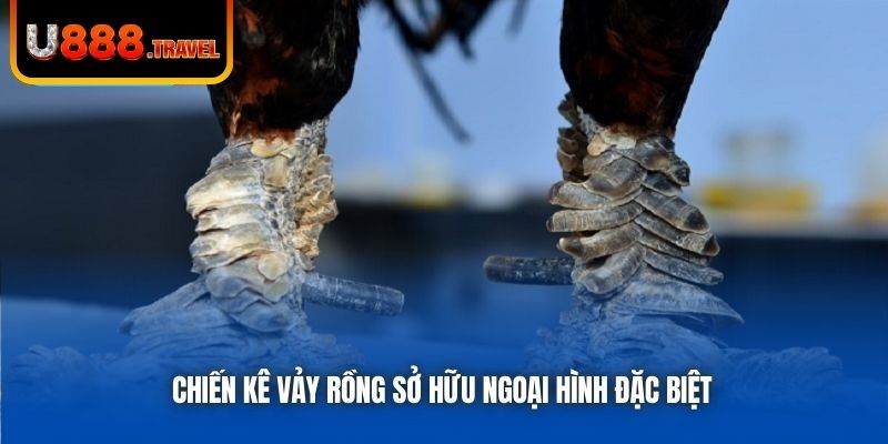 Chiến kê vảy rồng sở hữu ngoại hình đặc biệt