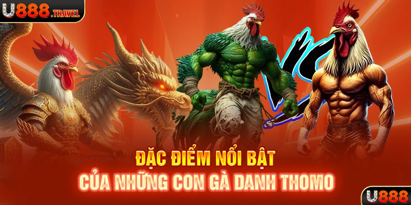 Đặc điểm nổi bật của những con gà danh Thomo