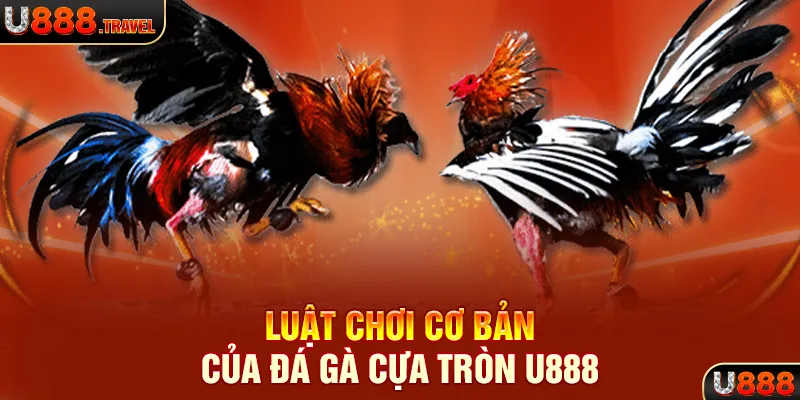 Luật chơi cơ bản của đá gà cựa tròn U888