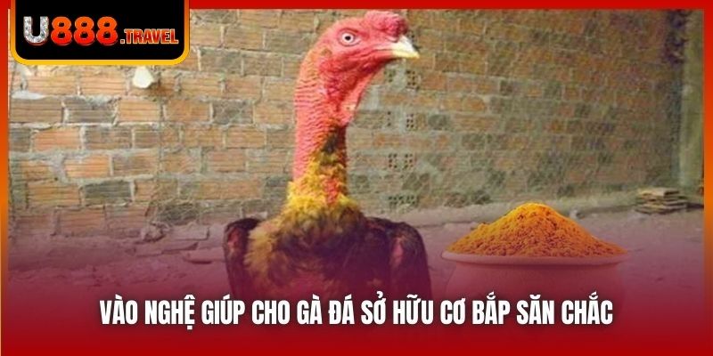 Vào nghệ giúp cho gà đá sở hữu cơ bắp săn chắc